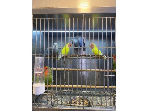 Bebek cennet papağanları şimdi stoklarımızda