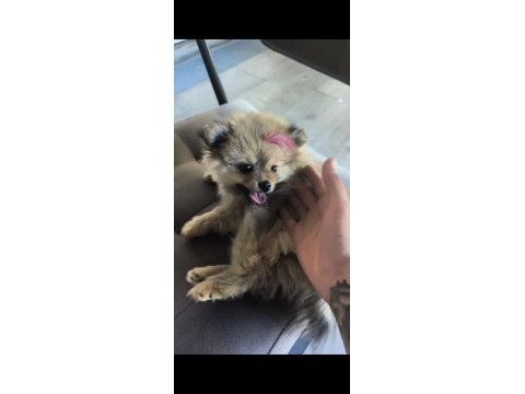 Tuvalet eğitimi mevcut köpektir bütün bakımları yapılmıştır