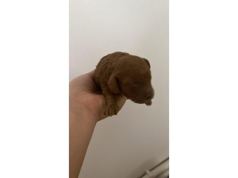 1 haftalık poodle bebekler