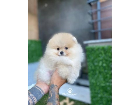 Korean teacup pomeranian boo