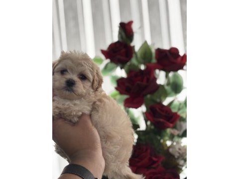 Maltipoo bebekler teslime hazır