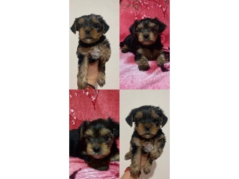 Teacup yorki bebekler dişi erkek mevcut kapıda ödeme