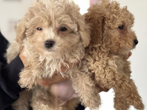 Ankarada wc eğitimli maltipoo yavrularımız
