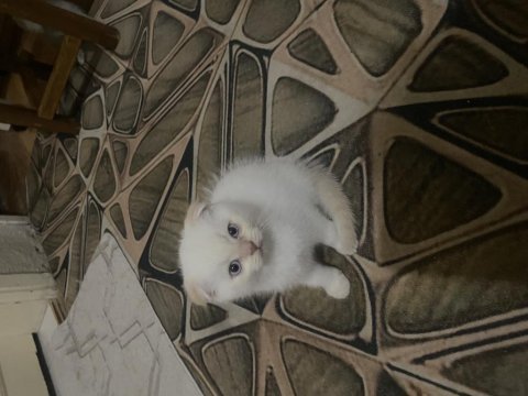 Scottish fold kedimiz
