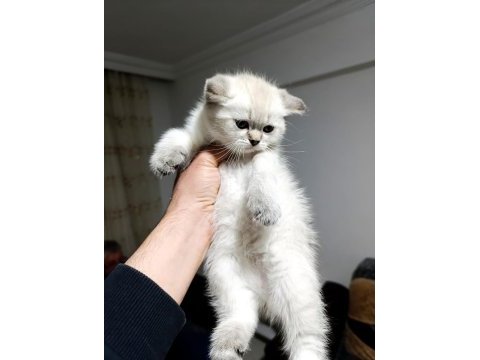 Scottish fold blue point