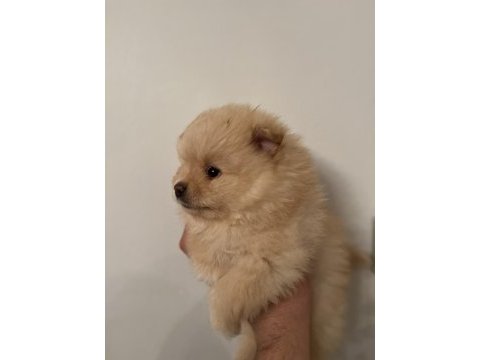 Mini mini yavrucaklar pomeranian boo