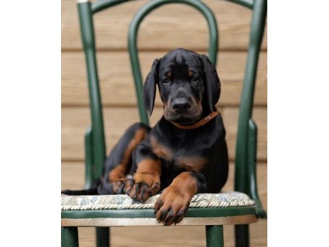 İyi kalite doberman yavrular