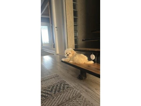 Yavru erkek kore maltipoo 6 aylık