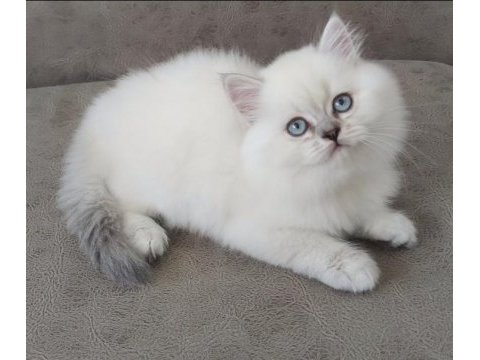 British longhair full şecereli babanın yavruları