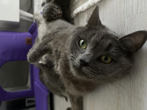 British shorthair anne ve 2 yavru british longhair 3 yavru