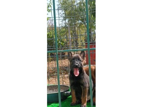 Irk garantili malinois yavrularımız
