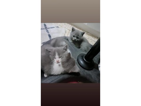Anne baba orjinal british shorthair
