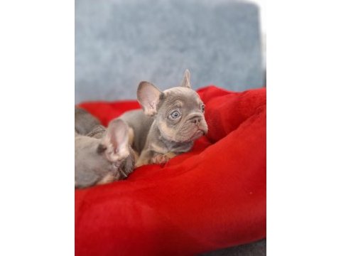 Üst kalite lilactan french bulldog bebekler