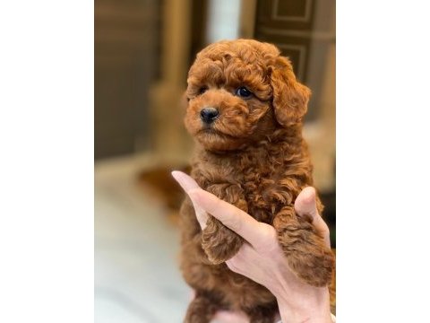 Bir birinden sevimli poodle bebekleri