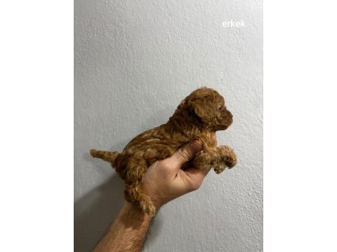 Toy poodle yavrular ırk sağlık garantili