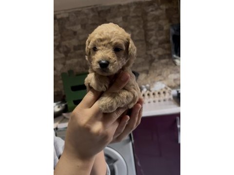 Toy poodle yavrularımız
