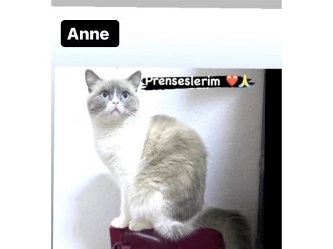 Maviş scottish fold kızlarım