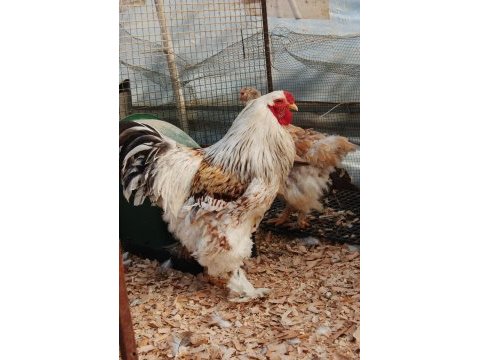 Salmon brahma kuluçkalık yumurta & civciv