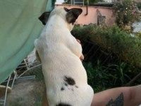 Sevimli french bulldog yavrularımız