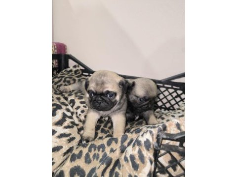 Erkek pug yavrularımız yeni ailesini arıyor