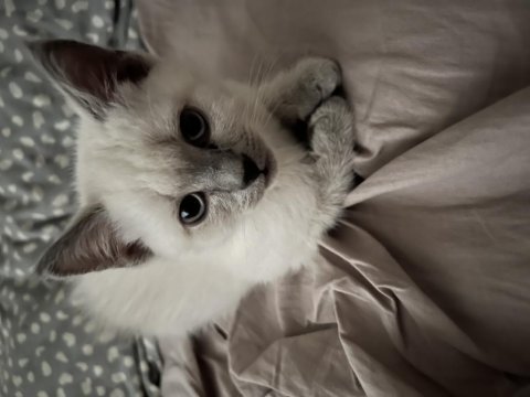 Blue point 3 aylık erkek yavru kedi