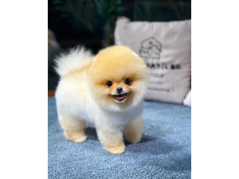 Özel pomeranian yavrular sağlık garantili