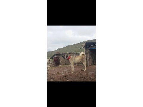 Kangal çaparlarımız saf kan orjinal