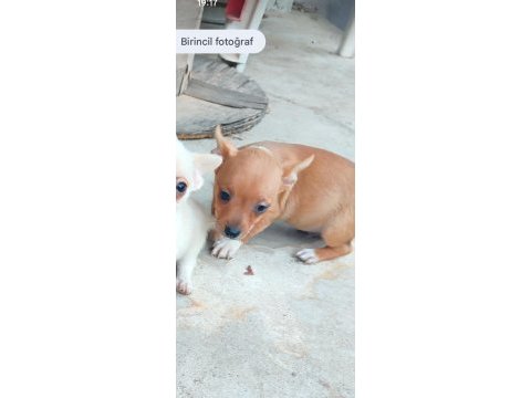 2 aylık 2 adet erkek chihuahua yavruları
