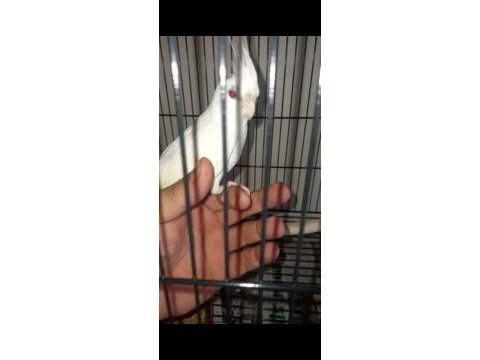 Sevimli kırmızı göz albino sultan papağanı