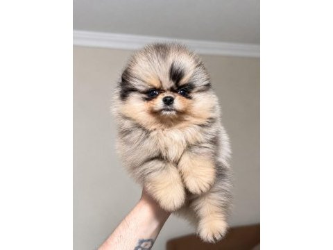 Pomeranian ayıcık merle teacup