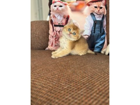 Efsane güzellikte üst kalite bebek kediler