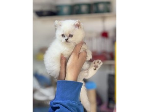 Üst kalite british longhair yavrumuz