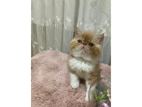 Exotic shorthair