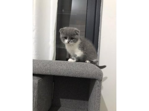 İki aylık british shorthair özel renk erkek