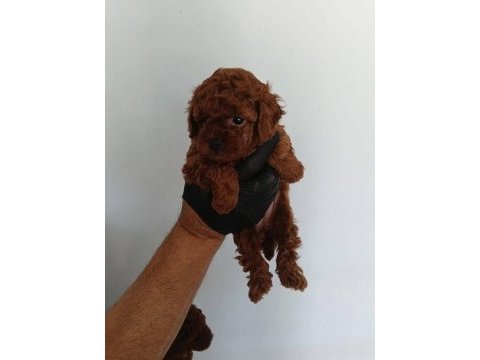 Dark brown kore yavrular