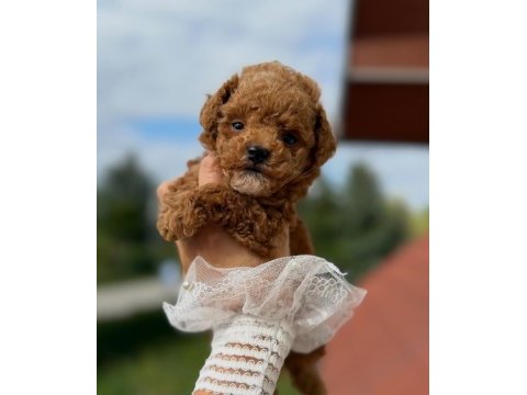 Mükemmel güzellikteki maltipoo yavrularımız 