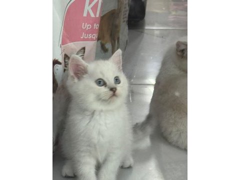 Safkan british shorthair ayı surat bebek