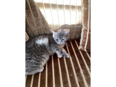 British shorthair miya kendine yuva arıyor