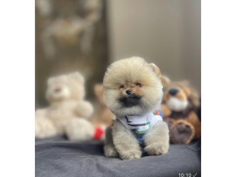 Ayı surat pomeranian boo yavrular