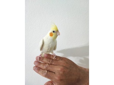 2 aylık yavru sultan papağanı yeme düşme