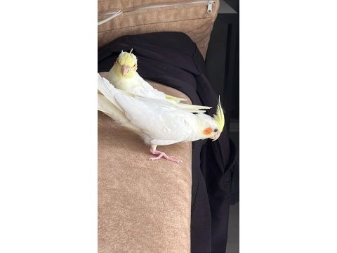 1 buçuk aylık lutino sultan papağanı yavrular