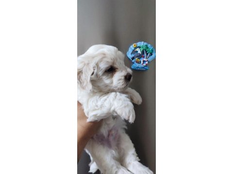 Tombiş maltipoo yavrular