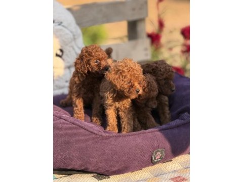 Aşılı çiş eğitimli toy poodle 
