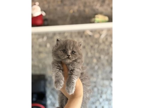Brıtısh longhaır gri yavrularım