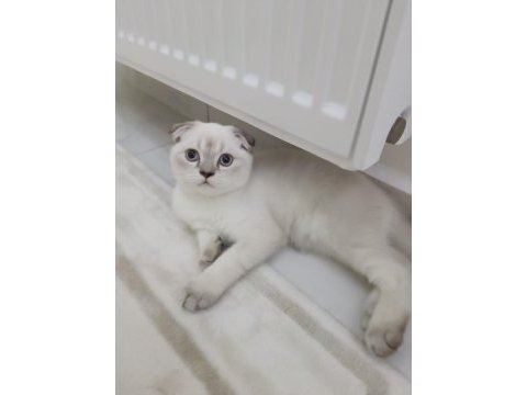 Scottish fold blue point