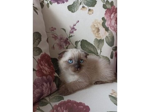 Yavru scottish fold bebekler