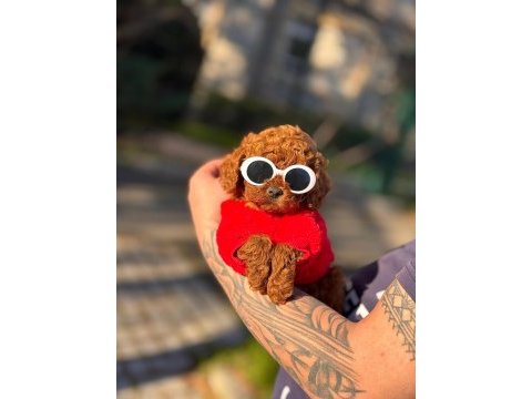 Yakışıklı poodle oğlumuz star