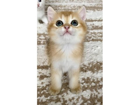 Safkan british shorthair golden erkek yavru