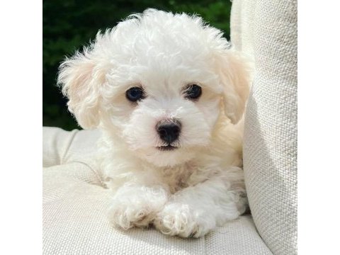 Nadir renk havanese bebekler