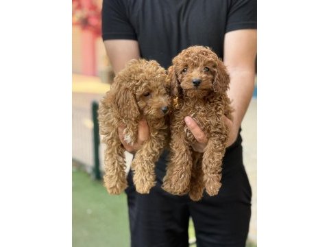 Konya içi elden teslim toy poodle bebekler